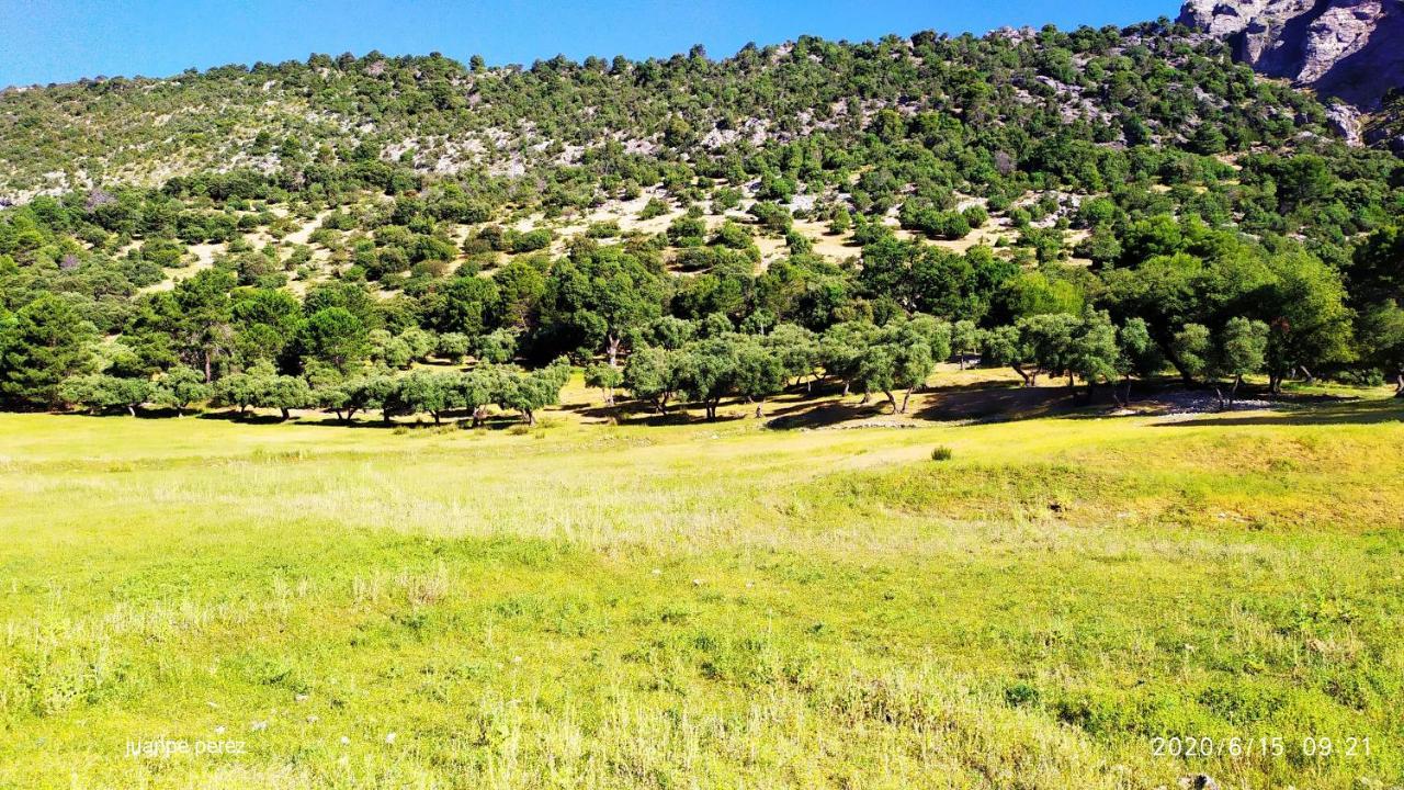 Forastera Arroyo Frio