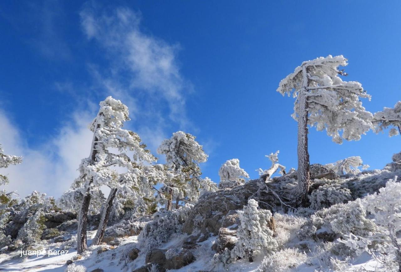 Forastera Arroyo Frio